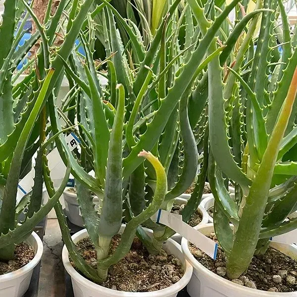 多肉植物 アロエの育て方完全ガイド：初心者でも失敗しない究極のケア方法と増やし方【決定版】